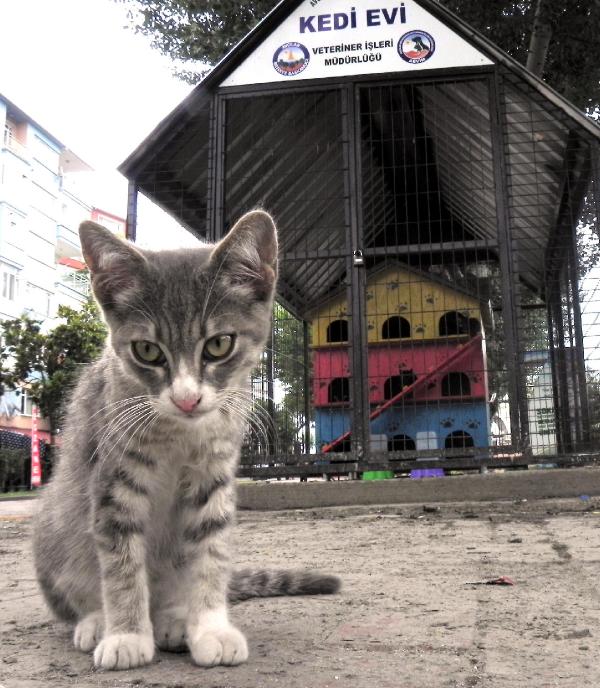 Kedi evi sakinlerine aylık bakım